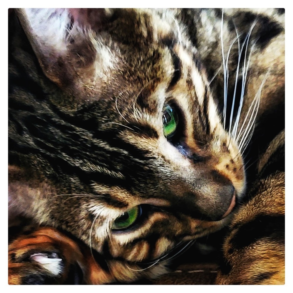 Meet your Posher, Lillie